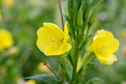 Discover the Magical Skin Benefits of Primrose Oil